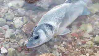 Kıyıdan 🔵🔴canlı kafelle LEVREKLER 🎣🔵🐟Levrek avı🐠🐙🎣🔵SEABASS livebait 🔴🔴