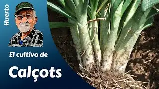 THE CULTIVATION OF THE CALÇOTS.