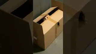 ЗА МНОЙ ВЕДЁТСЯ СЛЕЖКА