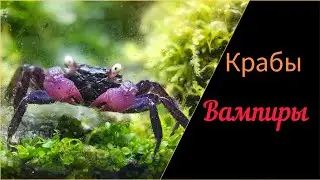 #Крабы