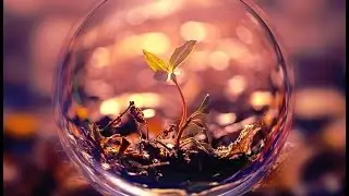 ТОП 10 самых странных растений