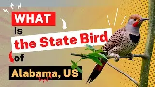 The Alabama State Bird Will RUIN Your Life! — What is the State Bird of Alabama?
