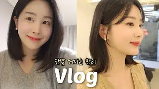[VLOG] 직장인 일상 브이로그ㅣ단발 거지존 스타일 바꾸기ㅣ출근룩ㅣ오피스룩ㅣ아보카도 홈쿡ㅣ강릉짬뽕순두부ㅣ대용량 카레 ㅣ친정에서 김장하기ㅣ오이토스트