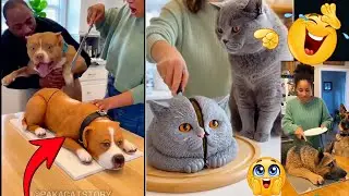 Dog and Cat Reaction to Cutting Cake 🤣 | Funny Pet Cake Reaction Compilation