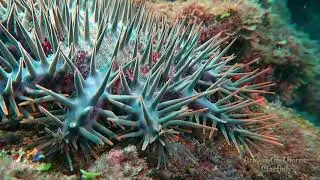 Exploring Okinawa – Crown-of-Thorns Starfish