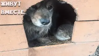 Котёнок живёт в будке с собакой.