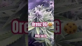 Oreoz OG Bütetag 29 #420 #cannabiscommunity #cannabiseducation