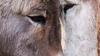 donkey mela female enjoy mating