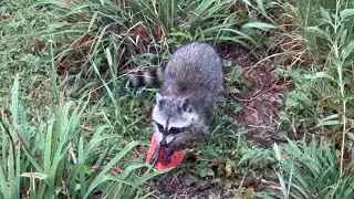 More Watermelon for George Cooney