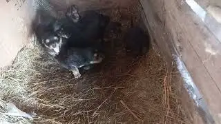 Банхарчики от Жаргал и Бургэда.