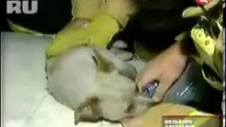 Невероятно! Пёс спас котят из горящего дома!