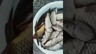 Рыбалка в Северной Осетии . Старый Открыл Сезон )). Добыча Сазана )))