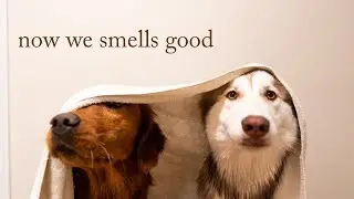 giving the dogs a bath - husky mix and copper golden retriever!