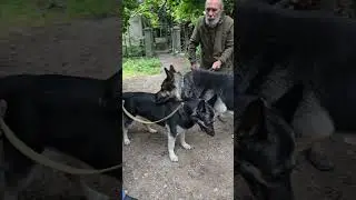 😍Ray and Bagheera's wedding. Huge East European Shepherds. Puppies for sale. Odessa.