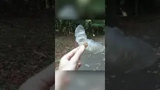 Семена-бабочки. Альсомитра