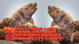 TOP 7 FAKTA KEUNIKAN SINGA AUT YANG TIDAK SEMUA ORANG TAHU