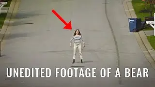 The Most Disturbing Anti-Drug PSA Ever: Unedited Footage of a Bear Analysis (No Filter)