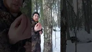Слезы березы что это? 