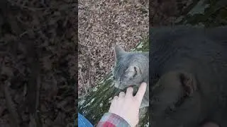 Mogwai and Andrej Tree Trunk Fight Cont.