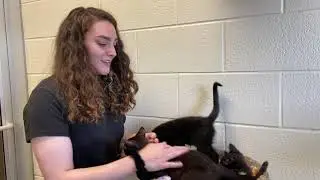 Behind the Scenes: VBSPCA Cattery