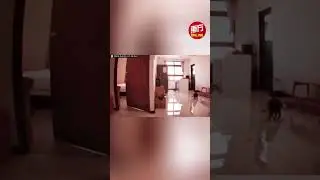 Cats going crazy due to Taiwan earthquake