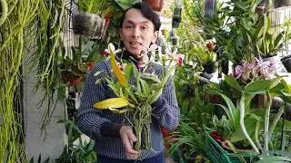 EL CULTIVO DE CATLEYAS EN TRONQUITO