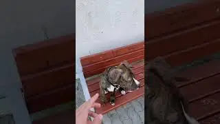 #стафф #добро #семья #собака #стаффордширскийтерьер