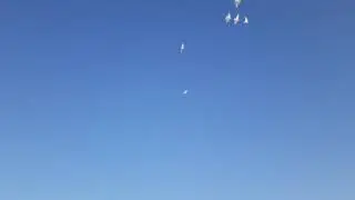 Голуби Казахстана Ертуган Алакол