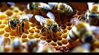 تعاون النحل في الخلية | Bees Building the Hive
