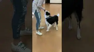 First scent discrimination lesson with MoTown