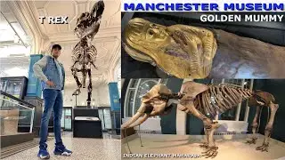 TREX & GOLDEN MUMMY in Manchester Museum