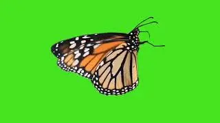 🦋 Beautiful Butterfly Green Screen Video🥀| Butterfly Green Screen Effects | -@AjoyEdit34