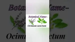 Memorize plant names easily. Tulsi/Holy basil 