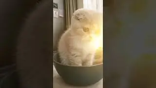 🐶Самые милые кошки в мире 2022 