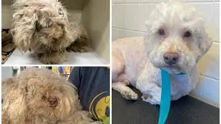 Adopt, foster, don’t buy a pet!! Animal cruelty, animal abuse and hoarding 🤨#rescuedog #poodle mix