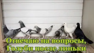 Отвечаю на вопросы , голуби после линьки,,,,