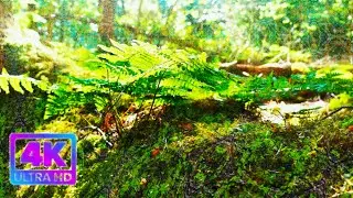 magic mushroom trip simulation ( Final part from the Wales trip, part 5, 4K)