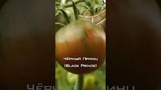 Томат Чёрный Принц.