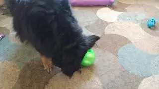 Sheba's new Maze Ball toy