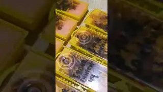 Племенные матки из Германии от Imker de