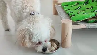 Toy Poodle eating his chicken meal