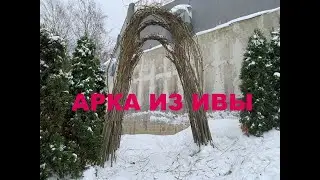 Арка из ивы , как правильно ухаживать.