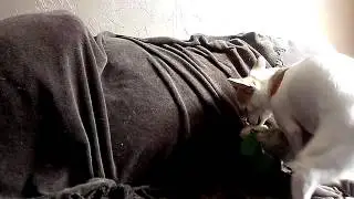 Funny dog humping his toys