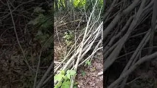 Рой в ловушке ( попался рой в одну из трёх ловушек)