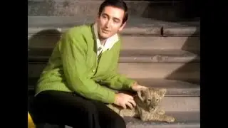 Sesame Street - Animal Antics - Lion Cub w/Bob (1969)