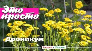 Дороникум. Солнышко в вашем саду