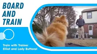 WAIT! command training with Lady Buttons (she's gotten really good!)