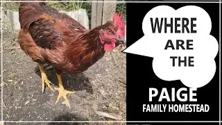 Where Are The Paiges