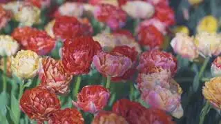 April Showers, Brings May Flowers