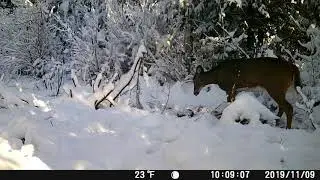 BUCK (rick) CHASING DOE  -  2019 RUT